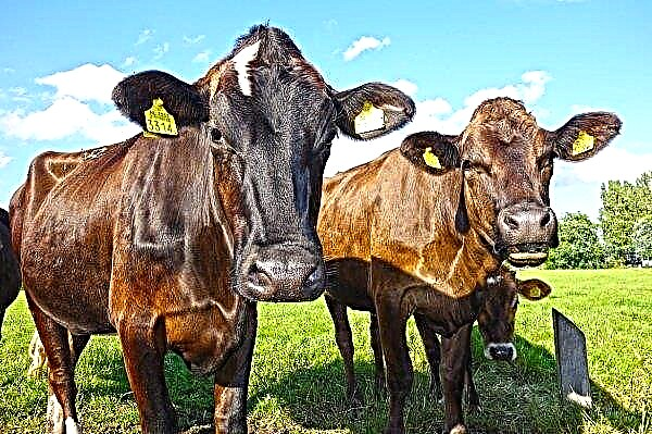 Cattle production is growing in Russia