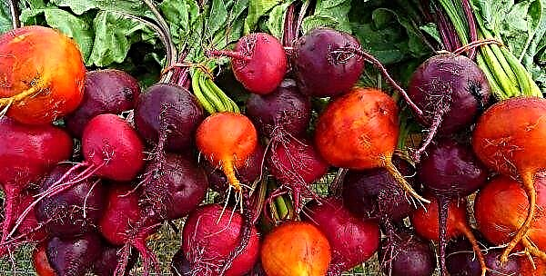 Beet nematode can be removed without the help of chemistry