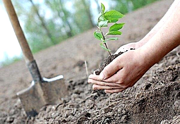 زراعة الأشجار في ويلز: اهتمام المزارعين بخطة الائتمان الوطنية