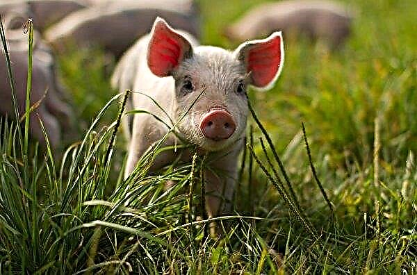 Der Landwirt aus der Region Winniza organisierte eine Schweinefarm ohne Abfall