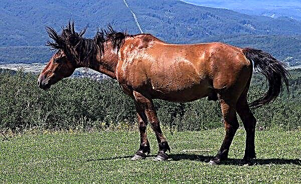 Cavalos ciganos: descrição e conteúdo da raça, vantagens e desvantagens, especialmente aparência, fotos