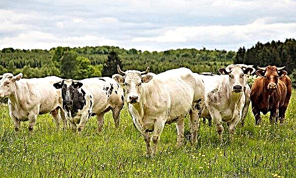 Krasnodar farmers will give livestock 2.5 million tons of feed