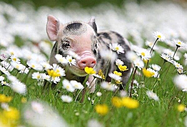 Die niederländische Regierung leitet die Schließung von Schweinefarmen ein