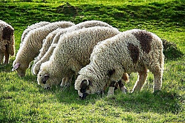Irske fårebønder protesterer "vilde prisnedskæringer"