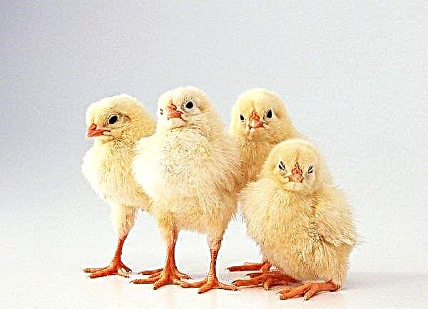 Pollos de engorde auditados en Rusia