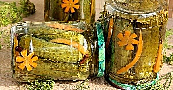 Is it possible and how to properly pickle Chinese cucumbers for the winter: a delicious recipe for crispy cucumbers, photo