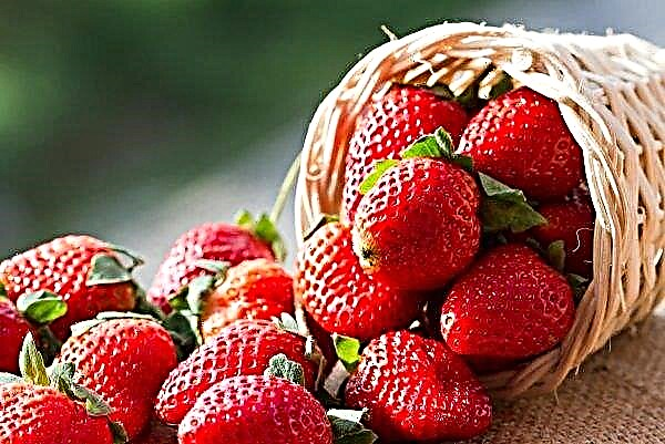 European countries interested in importing Ukrainian garden strawberries