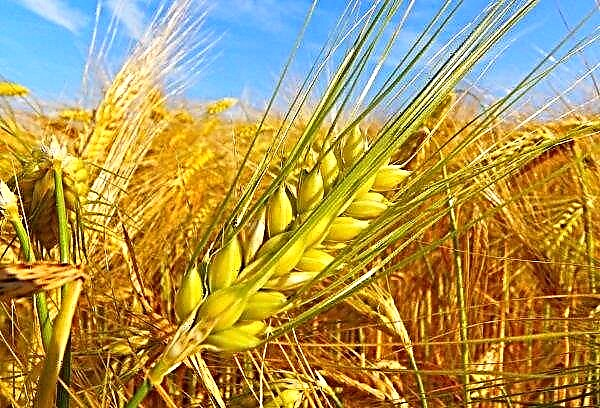 Indien hæver importtolden for hvede