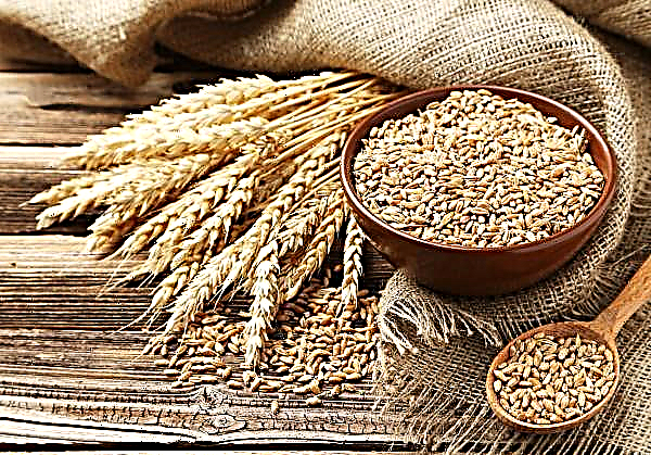Ukraine again awaits record grain production
