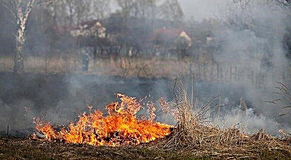 Ilmuwan Ukraina membunyikan alarm: kasus pembakaran rumput kering menjadi lebih sering terjadi di negara ini