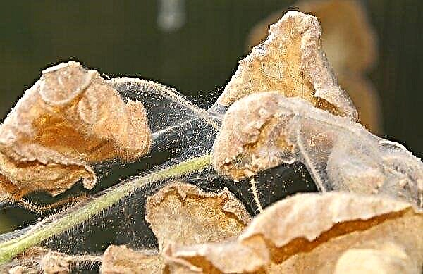 Ukrainian farmers are trying to win soybean harvest from spider mites