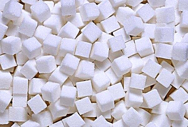 Projekt výroby cukru v Indii