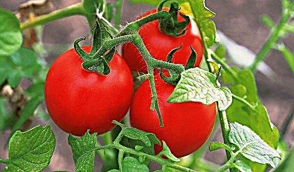 Dwarf tomatoes conquer space