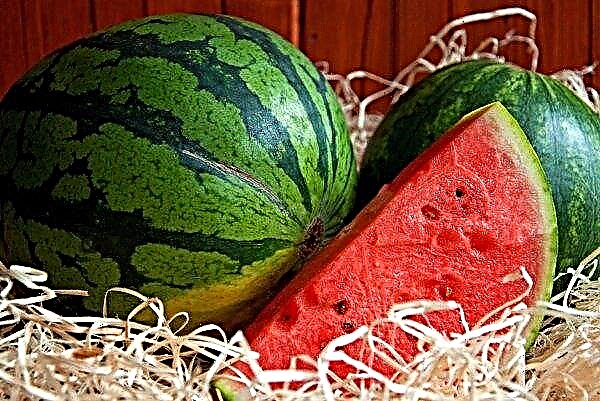 Cherson-Wassermelonen überlebten das Wetter erfolgreich