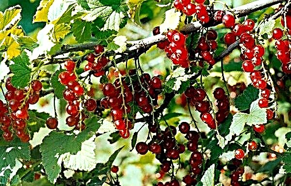 Generous Redcurrant early variety: appearance, features and description of the variety, photo