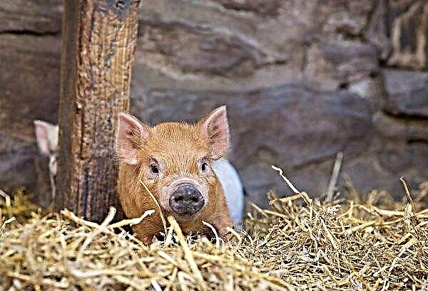 Pastoralists of the Leningrad Region are offered to exchange pigs for five million rubles