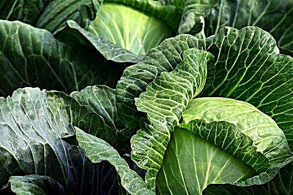 Massive development of cabbage scoops is possible in Ukraine this year