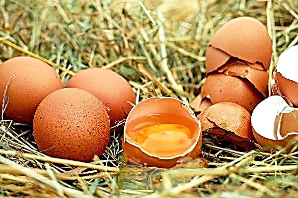 Pâques arrive: Roskachestvo vise les œufs de poule