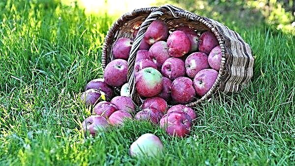 Det finns så många äpplen att de ruttnar i fruktträdgårdar