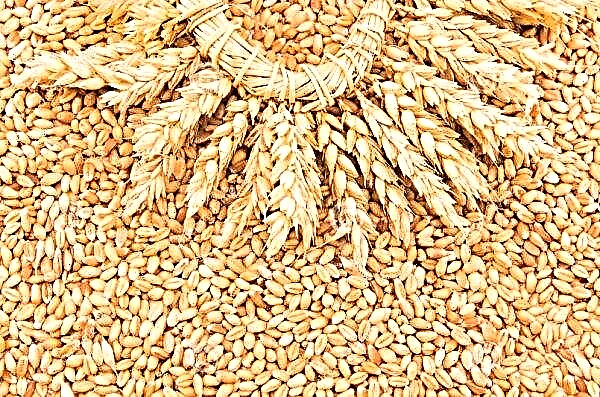 Russia harvested grain from 8 million hectares