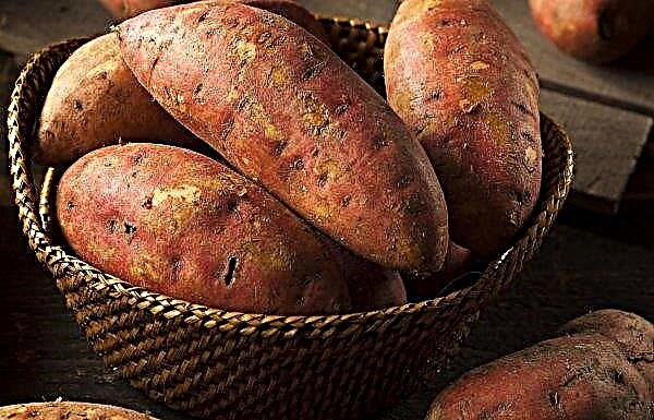 The profitability of sweet potato cultivation in Ukraine is almost 200 percent