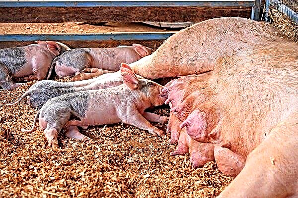 칼리닌그라드 농부들은 악몽으로 돼지 열병을 잊어 버린다