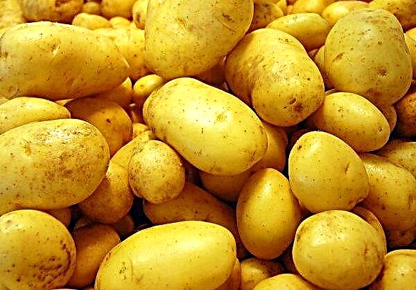 Harvest time started on potato plantations near Moscow