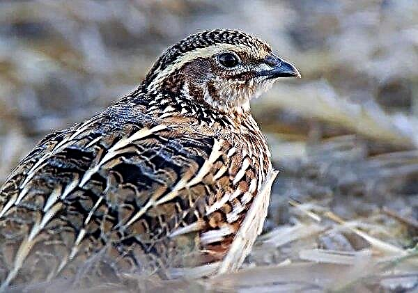 A new quail farm will appear in the Chernihiv region