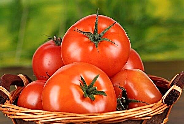 スペインの科学者はトマトの病気と戦う環境に優しい方法を発見しました