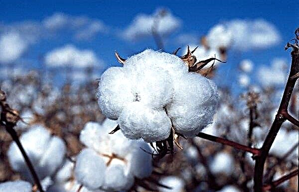Los campos ucranianos están listos para cultivar algodón y arroz.