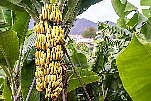 กล้วยที่บันทึกไว้ต่อสู้กับความหิวในสหรัฐอเมริกา