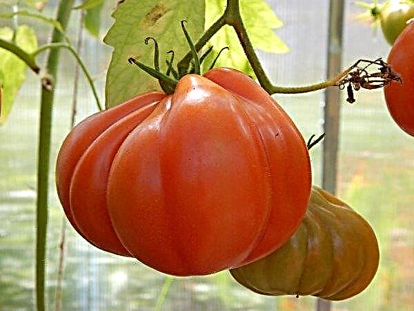Tomato Figs red: variety description, yield, cultivation and care features, photo