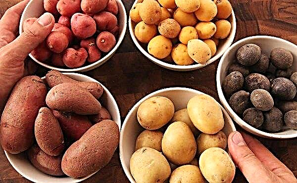 US approuvé 3 types de pommes de terre génétiquement modifiées
