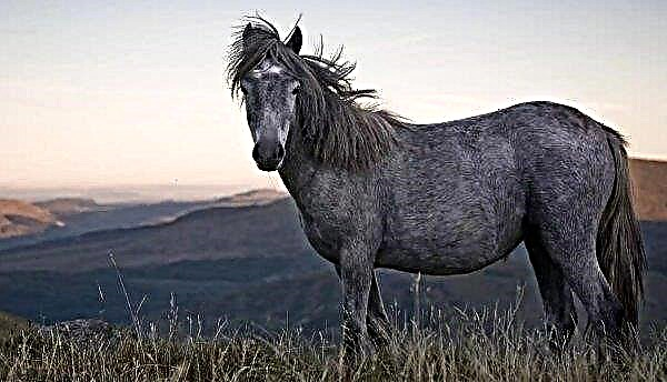 Der Tod von Pferden in Khakassia führte zu einer tödlichen Nekrose