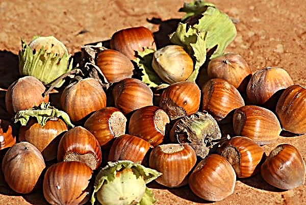 More Azerbaijani hazelnuts in world market