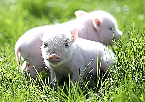 كوريا الشمالية تشتبه في فرار الخنازير المصابة من ASF من كوريا الجنوبية