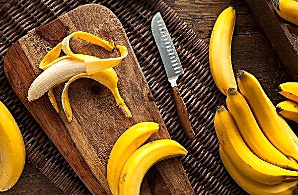 La production de bananes en Amérique latine menacée par une maladie dangereuse