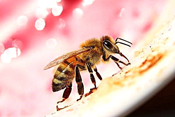 Un apiculteur de la région de Soumy accuse les agraires de la mort d'abeilles
