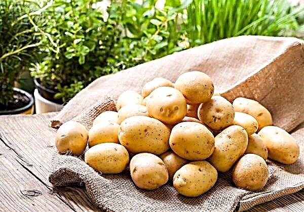 Giant potato grew in the garden of Astrakhan agrarian