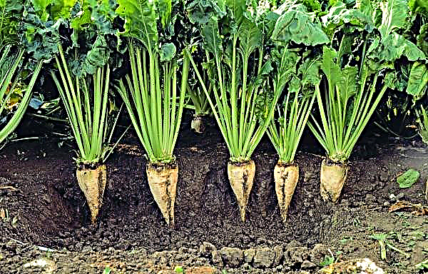 Abnormal heat affected the spread of cercosporosis in crops of sugar beet A'Spik Group