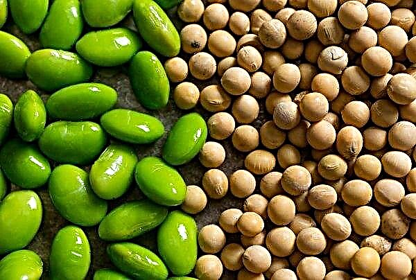 South America Launches Even More Soybean Oil