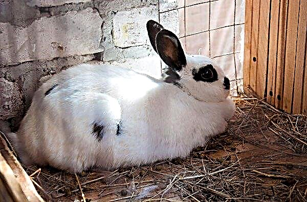 What and how is it best to feed a nursing rabbit after a bunny at different times of the year so that there is milk