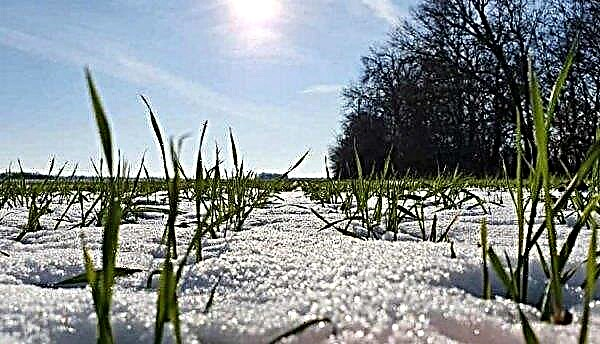 يمكن أن يتسبب الشتاء الدافئ في تلف مزارع الشتاء والمعمرة في أوكرانيا