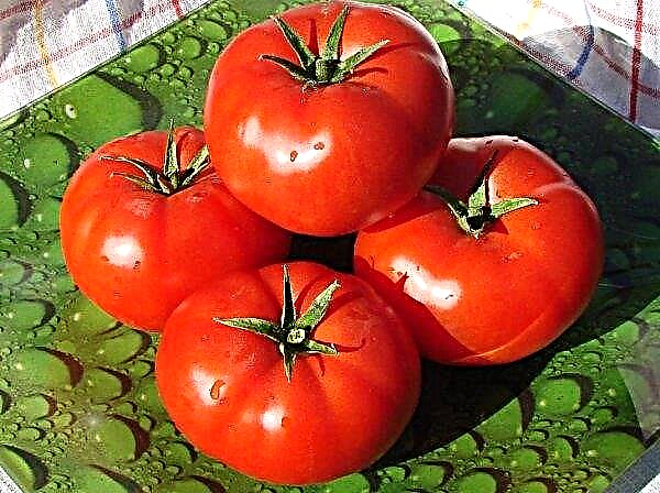 Ukraine returned infected tomatoes to Turkey