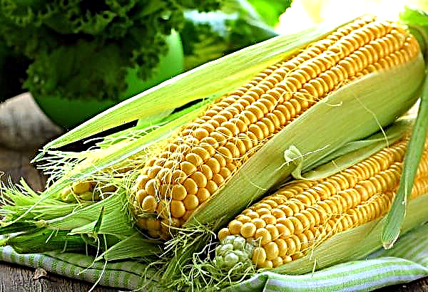 El maíz en los Estados Unidos corre el riesgo de romper un récord