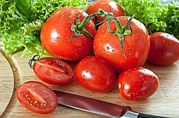 Le groupe d'entreprises Agrofusion a planté tous les plants de tomates en pleine terre