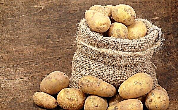 Ukrainian scientists get elite potato tubers accelerated method