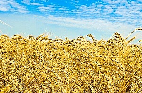 A wheat field burned in the Zhytomyr region