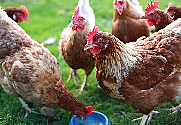 Les poulets de Bryansk, Stavropol et Penza s'envoleront pour la fête des Philippines