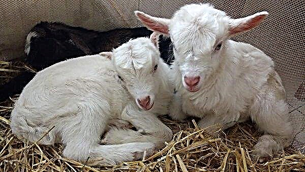En mai, Tula deviendra la capitale de l'élevage de chèvres russes